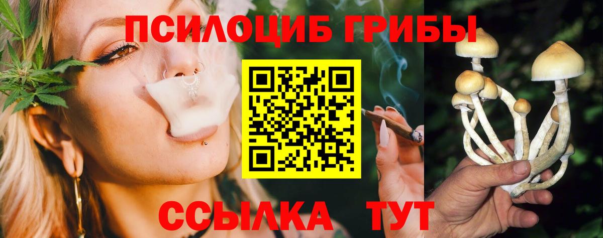 Богданович  Псилоцибиновые грибы Psilocybine cubensis  Вход с VPN 